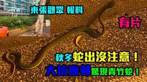 蛇出沒注意|【蛇出沒注意．多圖】香港毒蛇一覽 原來都有膽小、怕埋身攻擊